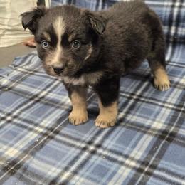 Stella - Black tri-color female Australian Shepherd puppy in Leonard, Texas from Tin Roof Aussies