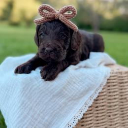 Chai - Chocolate female Goldendoodle puppy in Ooltewah, Tennessee from Allison Family Doodles