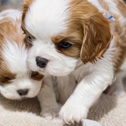 River - Blenheim male Cavalier King Charles Spaniel puppy in Greensboro, North Carolina from Hyde Park Cavaliers