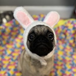 Chantilly - Pug