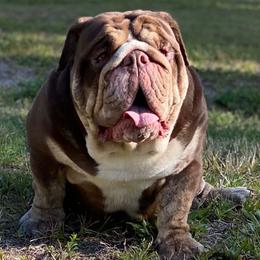 Heist - Bulldog