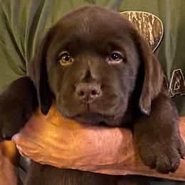 Labrador Retriever Puppies from New England Premier English Labradors