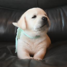 Mr. Mint Stormi-Bosley - Yellow male Labrador Retriever puppy in Pasco, Washington from ROCK CREEK LABRADORS