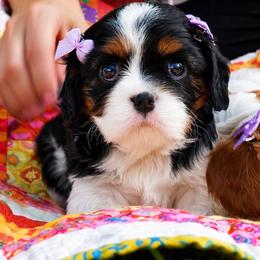 Eloise - Tri-color female Cavalier King Charles Spaniel puppy in Greensboro, North Carolina from Hyde Park Cavaliers
