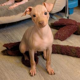 Static - Chocolate male American Hairless Terrier puppy in Phoenix, Arizona from Bare Valley