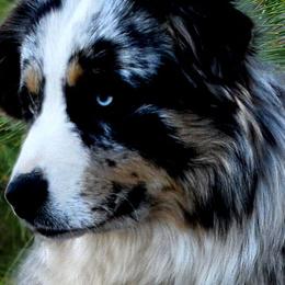 Breeze - Australian Shepherd