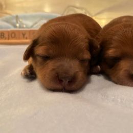 Aussiedoodle and Goldendoodle Puppies from Delaryedoodles