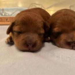 Aussiedoodle and Goldendoodle Puppies from Delaryedoodles
