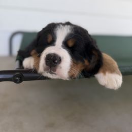 Bernese Mountain Dog Puppies from Country Feels Ranch