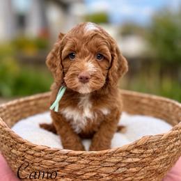 Camo - Caramel male Australian Labradoodle puppy in Morgan Hill, California from Loving Labradoodles
