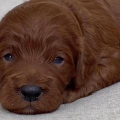 Irish Doodles from Mountain West Puppies