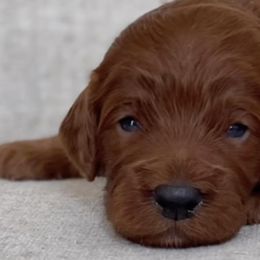 Irish Doodles from Mountain West Puppies