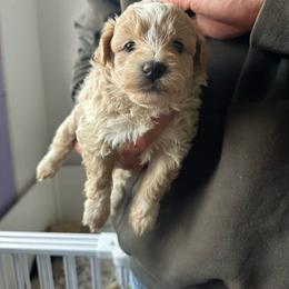 Cooper - Sable male Bernedoodle puppy in Leesport, Pennsylvania from Bechtel’s Doodles