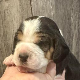 White  Female - Black white and tan female Beagle puppy in Viper, Kentucky from Mountain Top