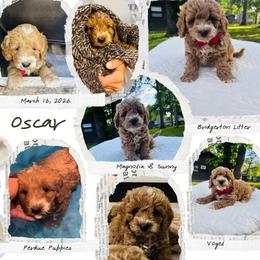Cavapoo, Cockapoo, Goldendoodle, and Maltipoo Puppies from Perdue Puppies