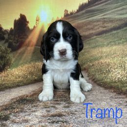 Tramp - English Springer Spaniel puppy in Pine Island, Minnesota from Country Breeze Springer Spaniels