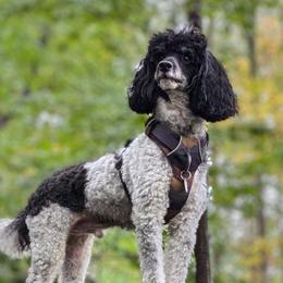 Elvis - Poodle
