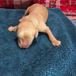 Lance - Apricot male Goldendoodle puppy in Georgetown, Tennessee from Georgetown designer and purebred puppies
