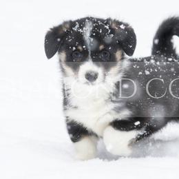 American Corgi Puppies from Diamond Corgis