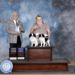 Chihuahua and Japanese Chin All Grown Up from Gift of Gods Favor