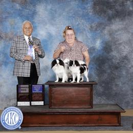 Chihuahua and Japanese Chin All Grown Up from Gift of Gods Favor