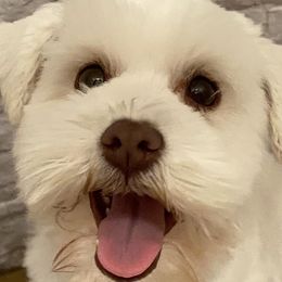 Cockapoos and Miniature Schnauzers from Ranger Creek Pups