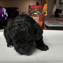 Boy 1 - Black male Havanese puppy in North Richland Hills, Texas from A Royal Havanese Court