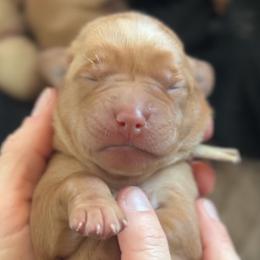 Labrador Retrievers from Cedar Ridge Labradors