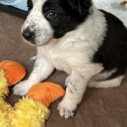 Border Collie Puppies from Roaring River Border Collies