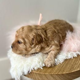 Cavapoo Puppies from Freckles Family Cavapoos