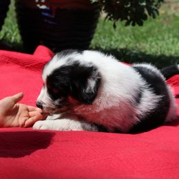 Conrad, Full Tail - Blue merle Australian Shepherd puppy in Noxon, Montana from MITIN Aussies AKC Standard Australian Shepherds