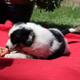Conrad, Full Tail - Blue merle Australian Shepherd puppy in Noxon, Montana from MITIN Aussies AKC Standard Australian Shepherds