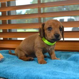 Daisy - Red female Dachshund puppy in Pearland, Texas from Texas Dachshund Dreams