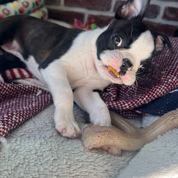 Boston Terrier Puppies from Bethelbreeders