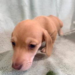 Cream smooth girl - Cream female Dachshund puppy in Lemon Grove, California from GMZ Doxies SD