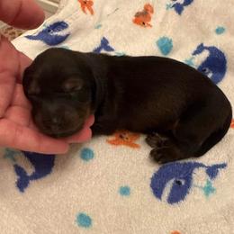 Cribbage - Red male Dachshund puppy in Las Vegas, Nevada from Desert Dachshunds
