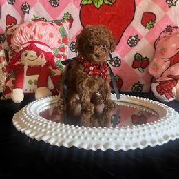 Assorted Doodle Crosses, Maltese, and Poodle Puppies from House of Poodles