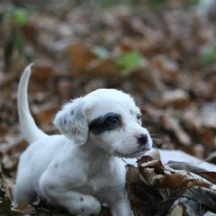 Border Collie, English Setter, and Miniature American Shepherd Puppies from First Harmony Farms