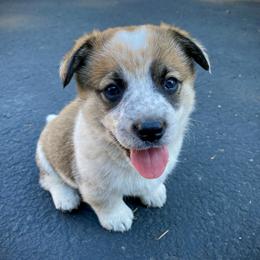 Sporty Mix puppies from MB Acres Corgis