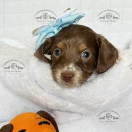Miss. Yellow-2400 - Piebald female Dachshund puppy in Ocala/Gainesville, Florida from From the Heart Doxies