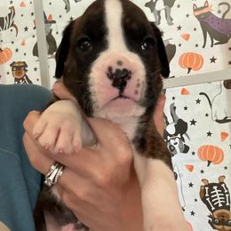 Boxer Puppies from Lone Pine Boxers