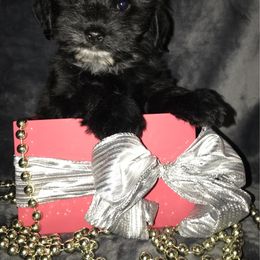 Havanese Puppies from Selah Havanese