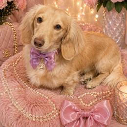 Ona - Dachshund