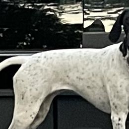 German Shorthaired Pointers from ETX GPS Kennels