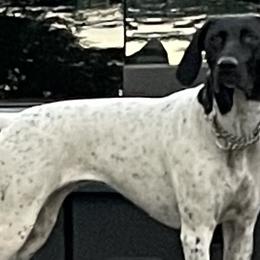 German Shorthaired Pointers from ETX GPS Kennels