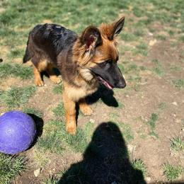 German Shepherd Puppies from Zwinger Vom Greifjäger