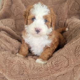 Scarlet - Red female Bernedoodle puppy in East Earl, Pennsylvania from Mountainside Puppies