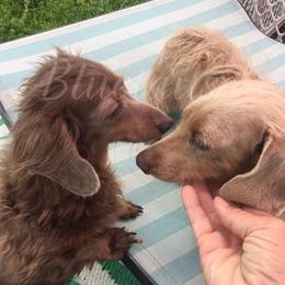 Chihuahua and Dachshund Puppies from Jean Takac