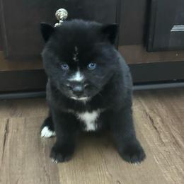 Ebony - Black and white female Siberian Husky puppy in Summerville, South Carolina from Carolina Husky Lodge