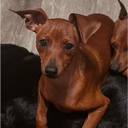 Stag Red boy Dewey - Stag red male Miniature Pinscher puppy in Granby, Connecticut from Cross Bay Labradors